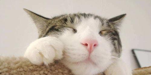 娱乐吃瓜酱猫拦截